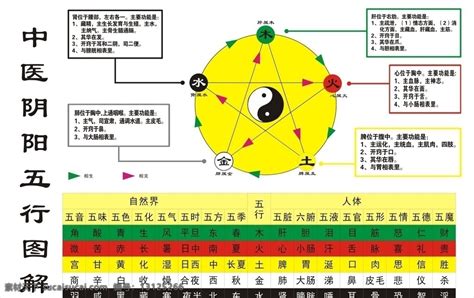 五行目|五行（中医术语）